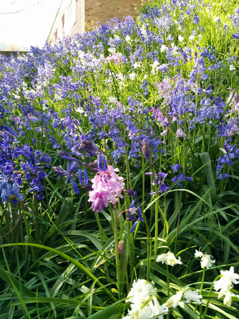 bluebells - An Eastbourne Diary