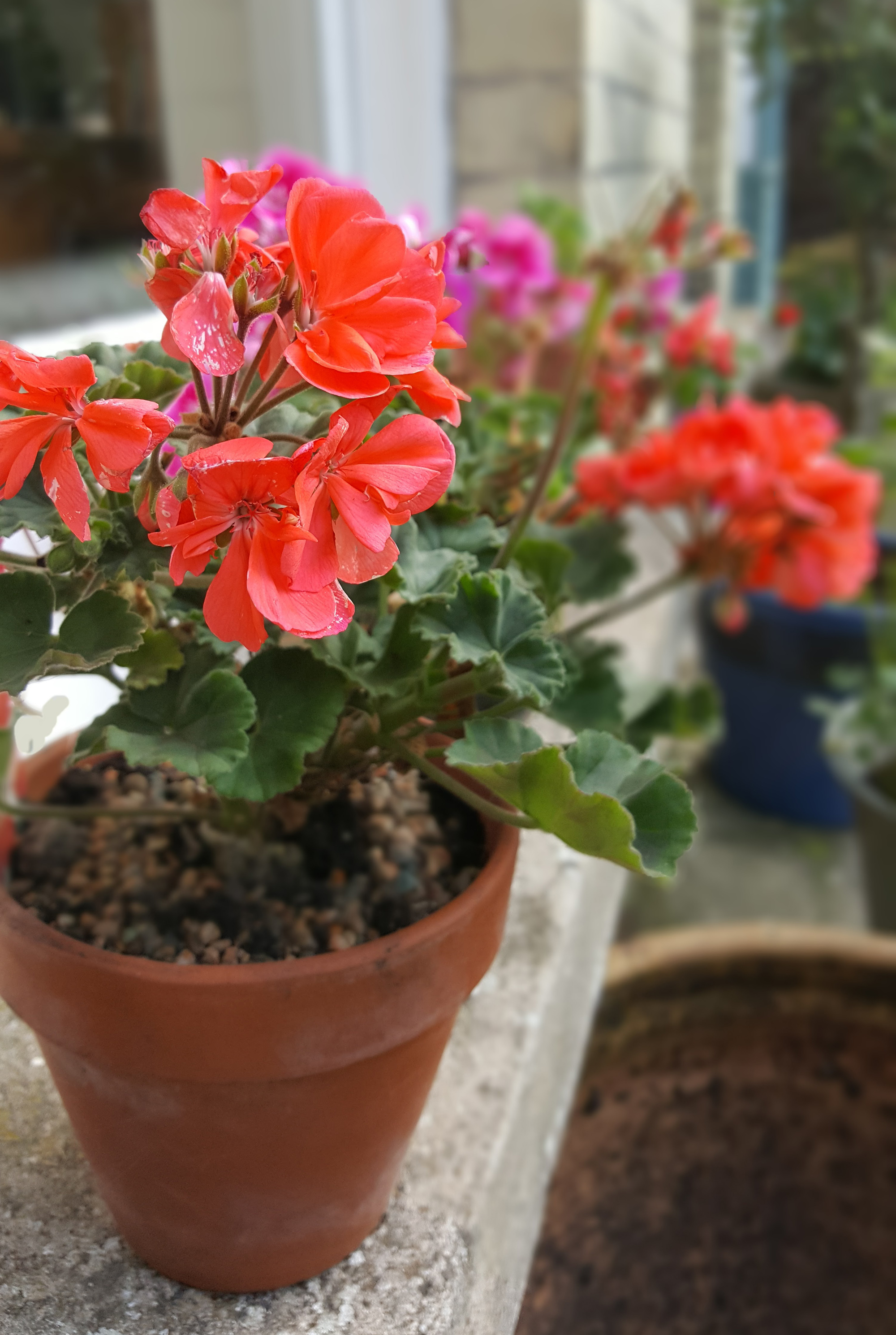 repotted geraniums
