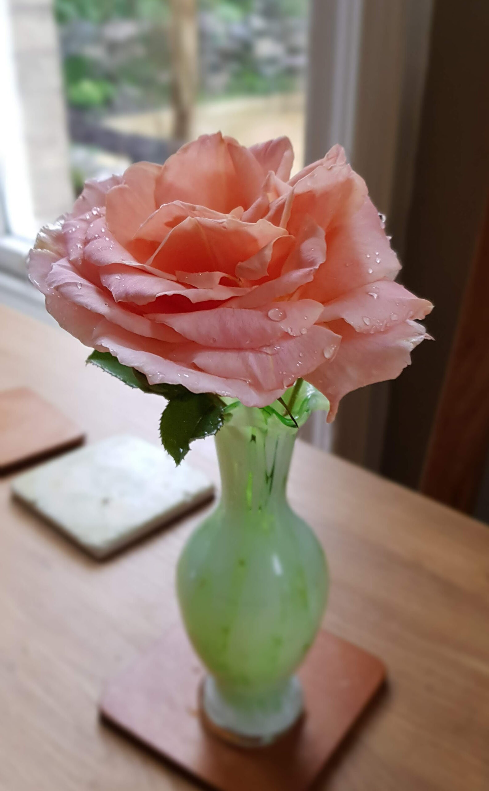 Last 'schoolgirl' rose 