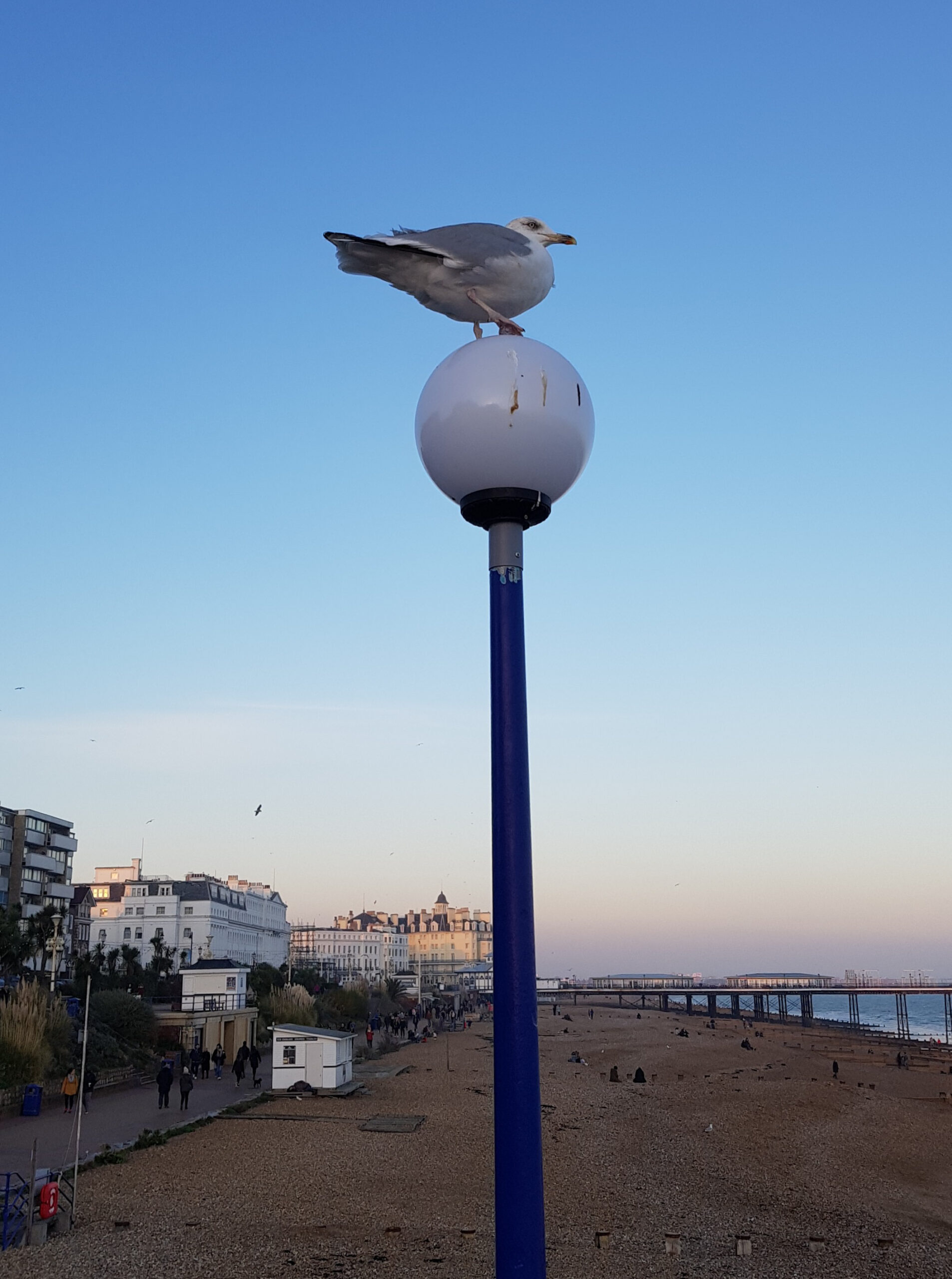 Seagull, Eastbourne beach and pier