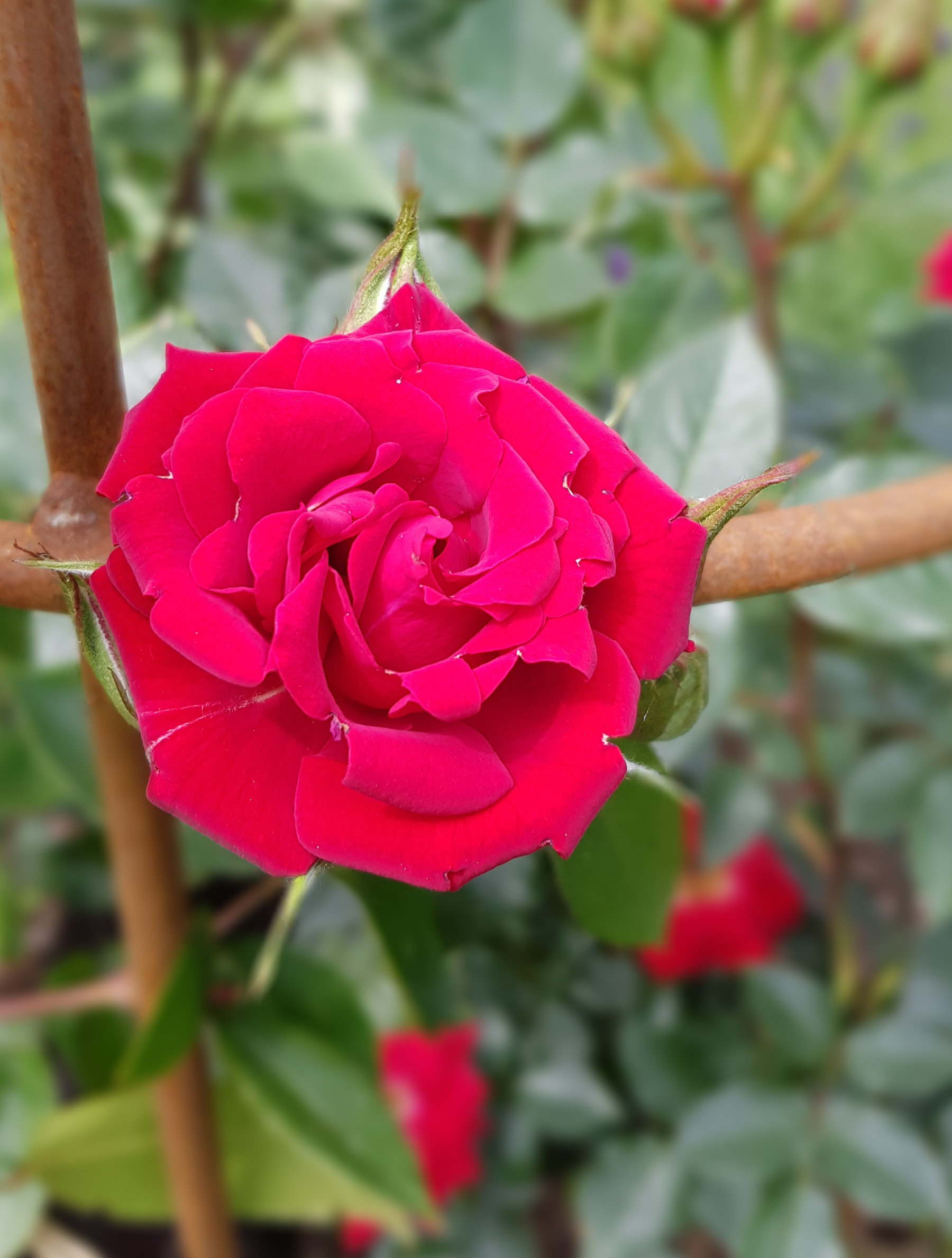 Rosa 'Love Knot'