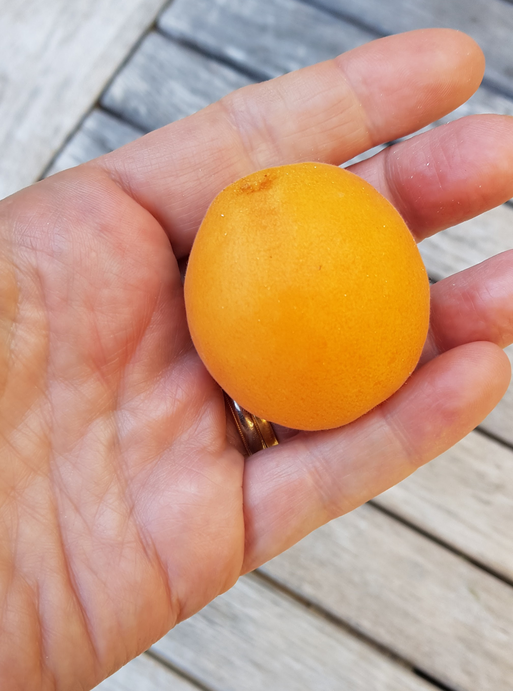 First apricot