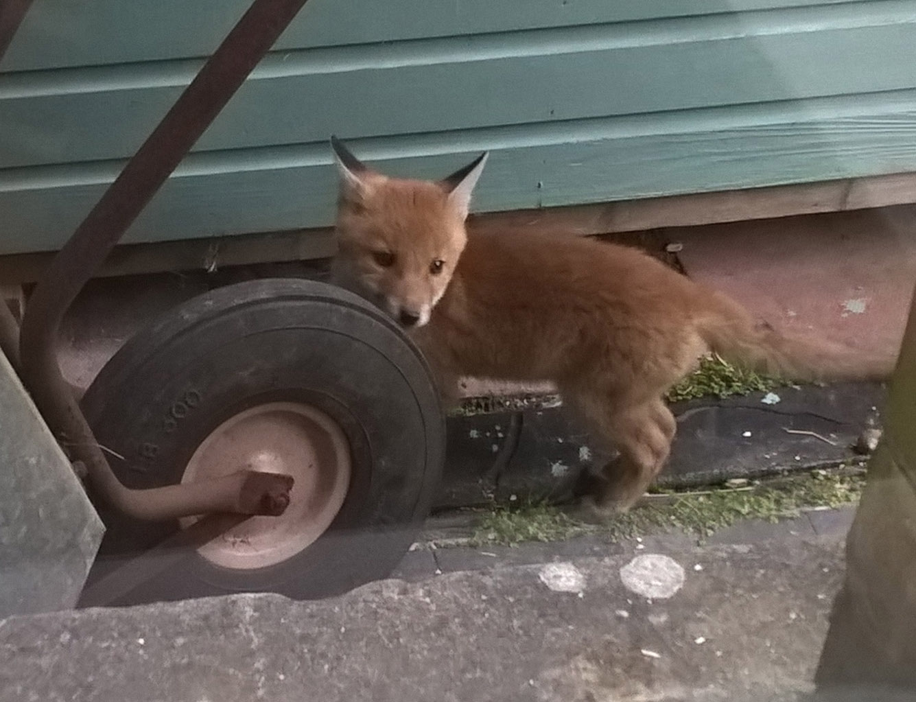 foxcub by wheelbarrow
