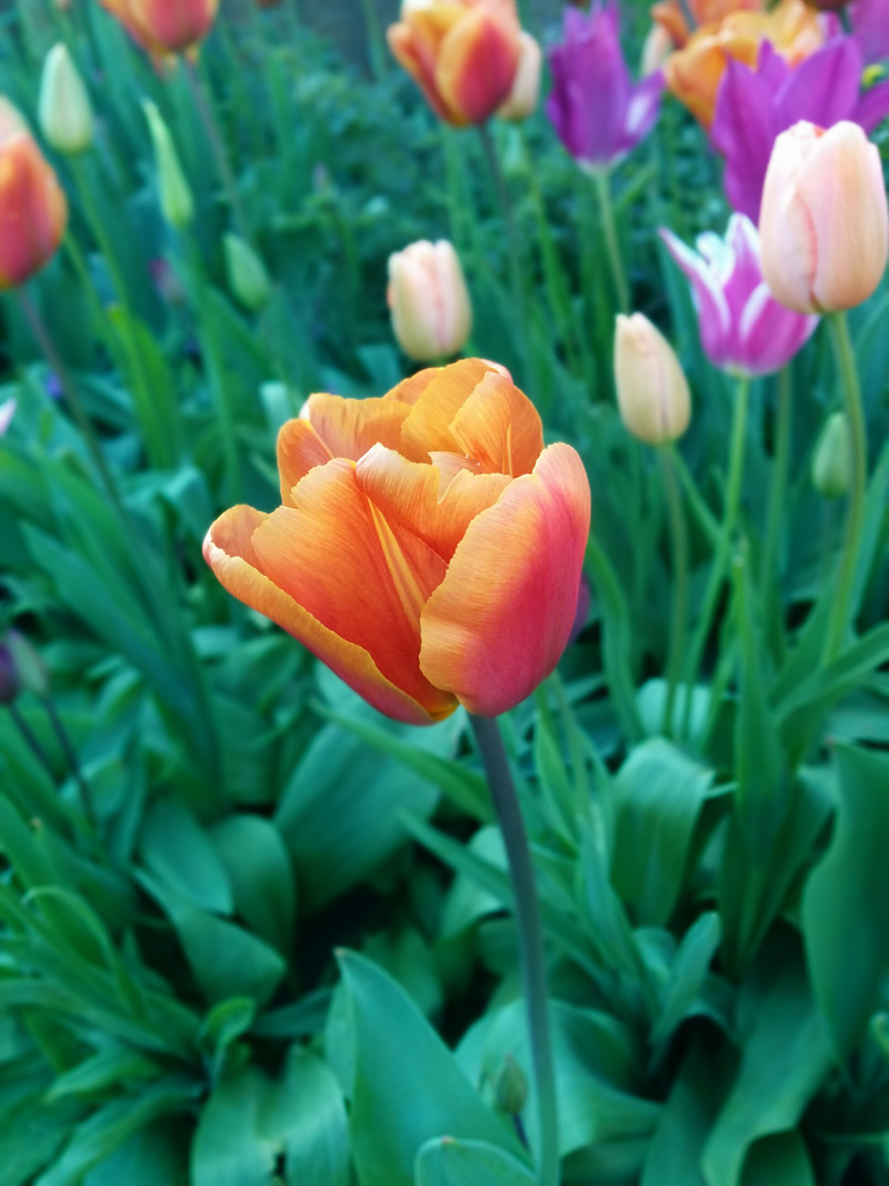 orange tulip - An Eastbourne Diary