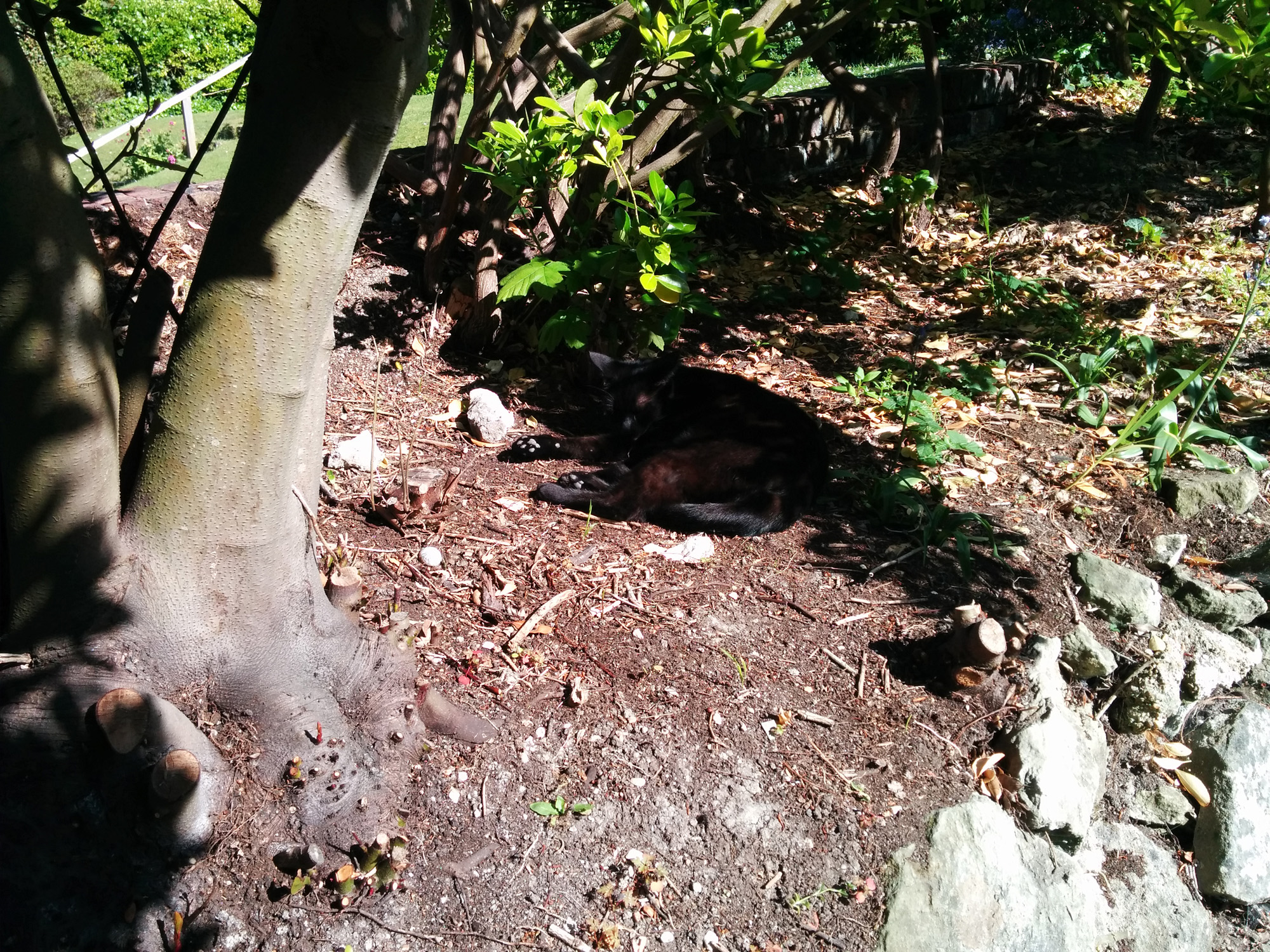 Bobby basking in the garden
