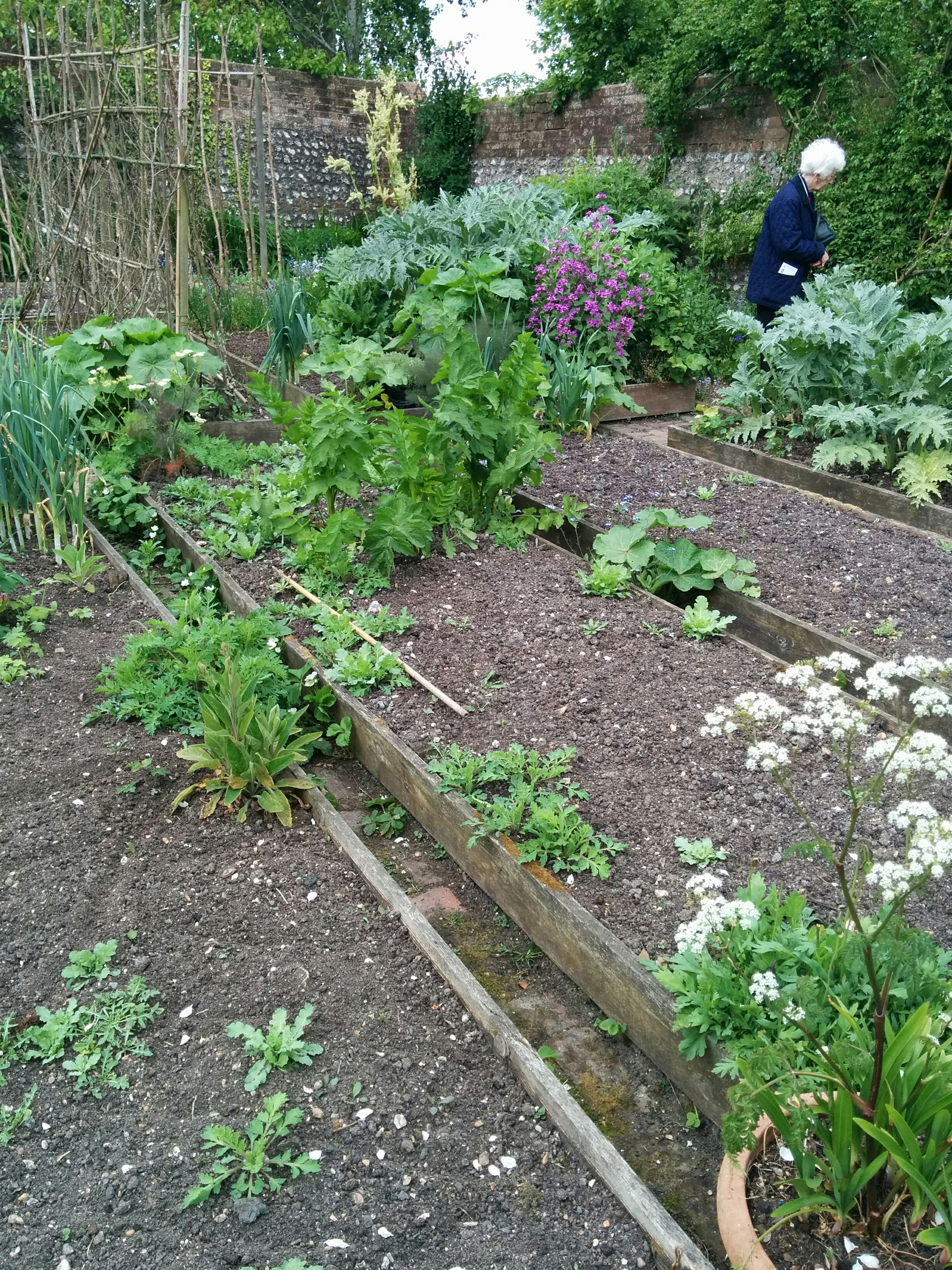 raised beds in the Charleston garden