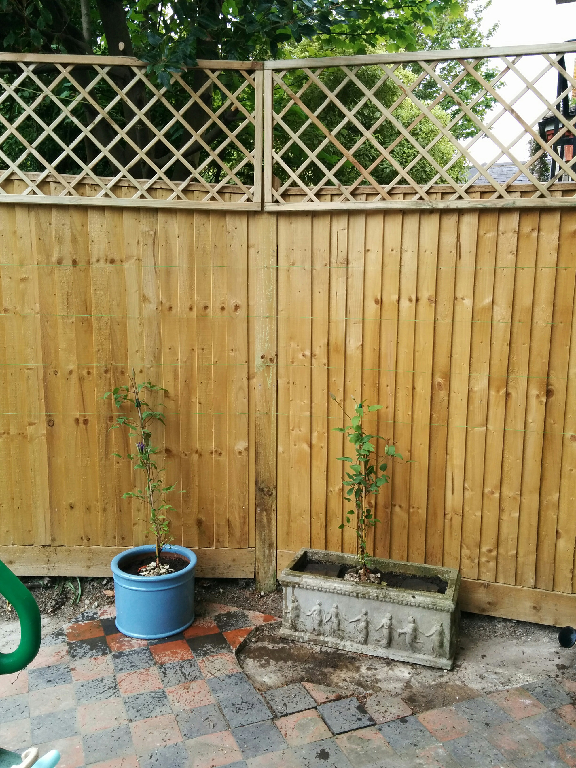 New fence-top trellis & clematis