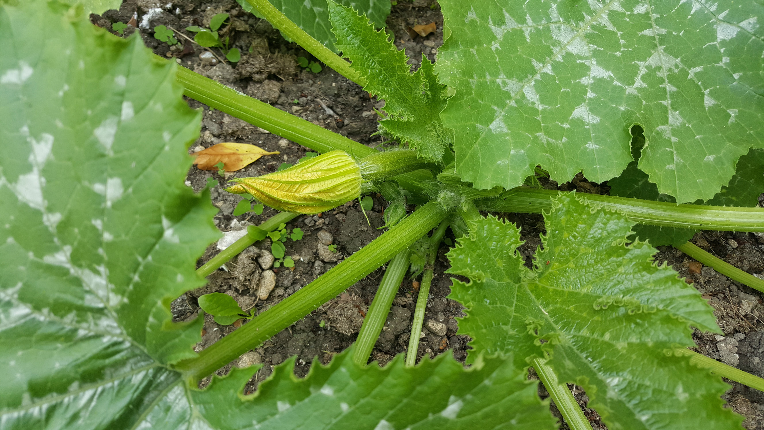 courgette first flower