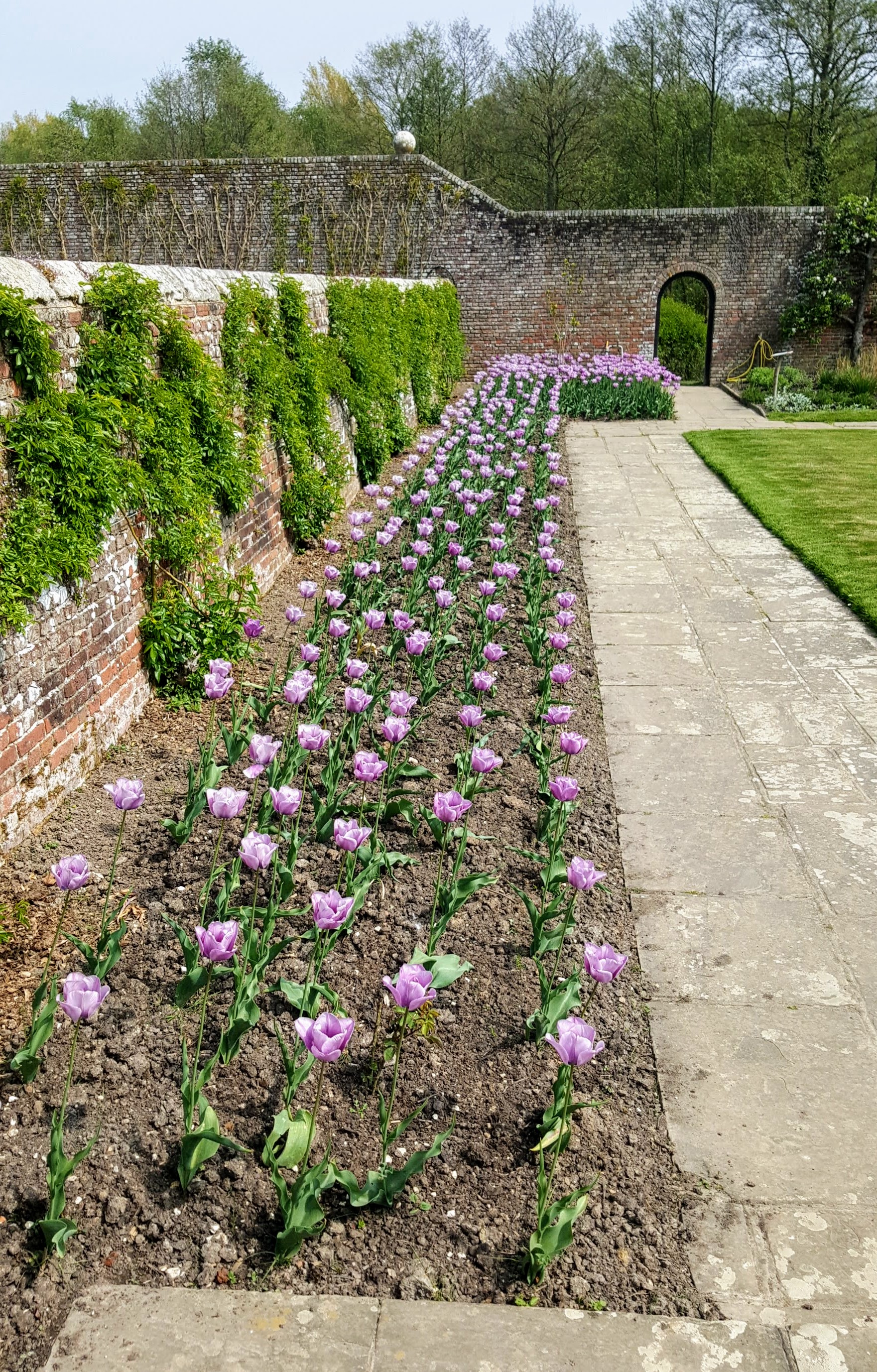 bed of mauve tulips
