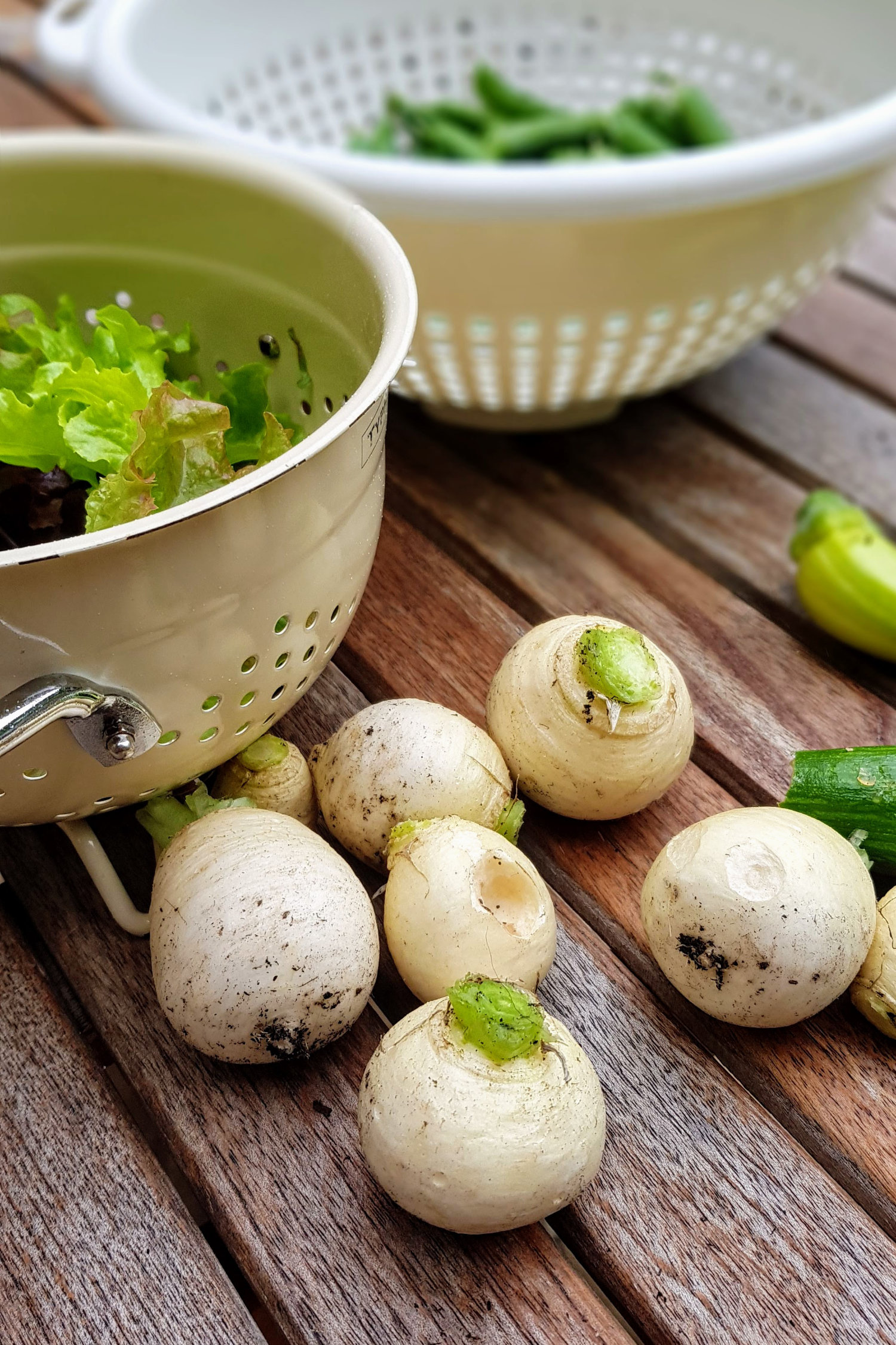 turnip crop