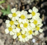 Achillea King Alfred