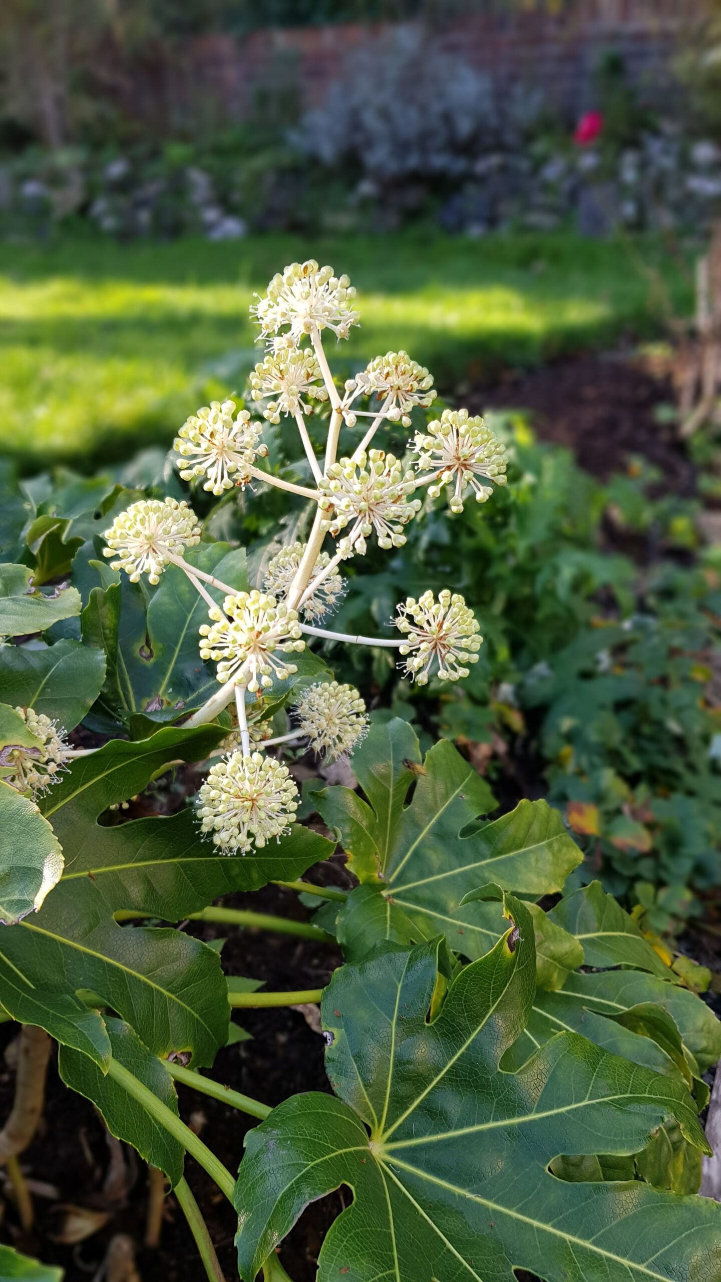 Fatsia Japonica started flowering in November