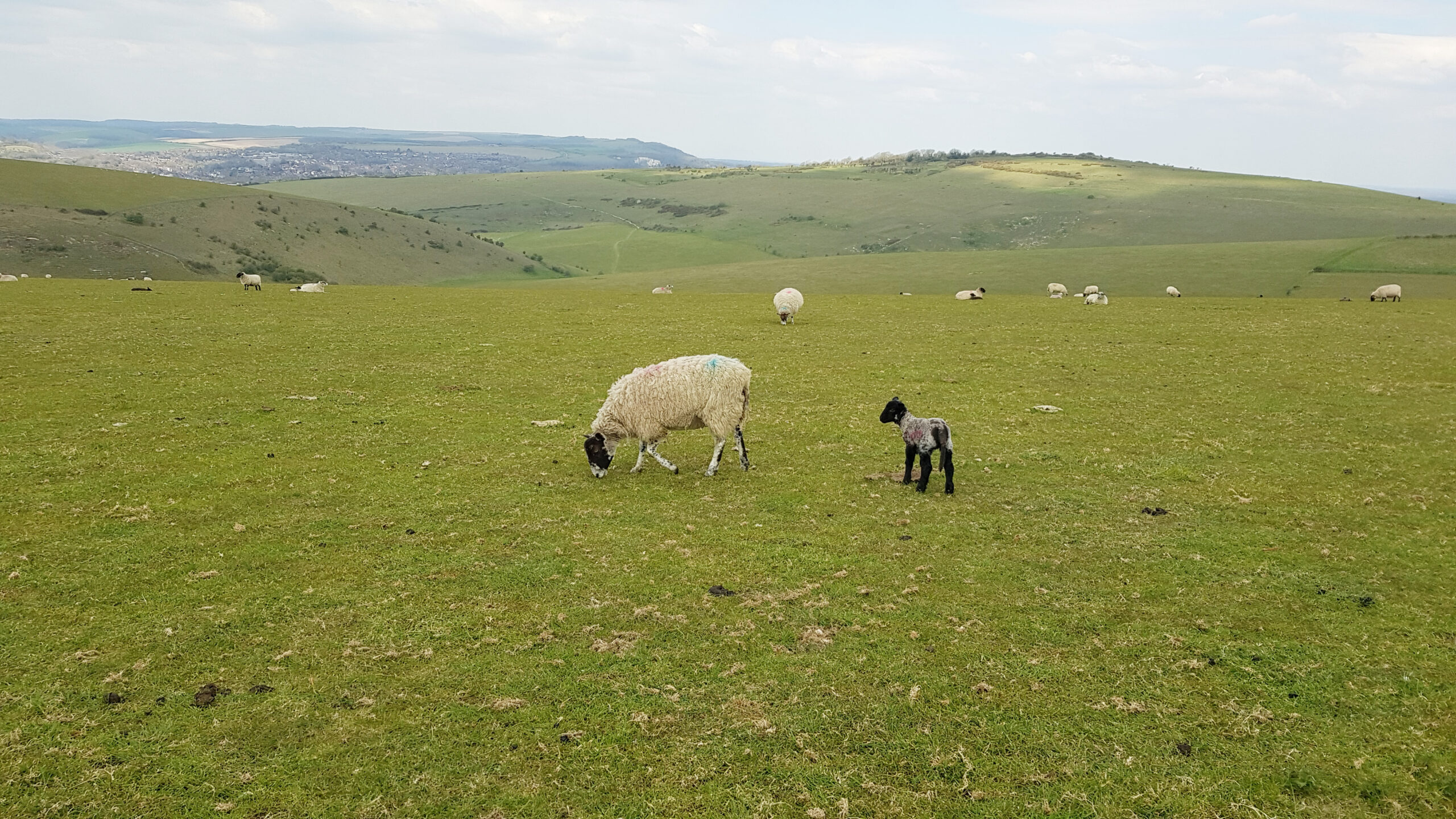 Lambs on the downs above Lewes