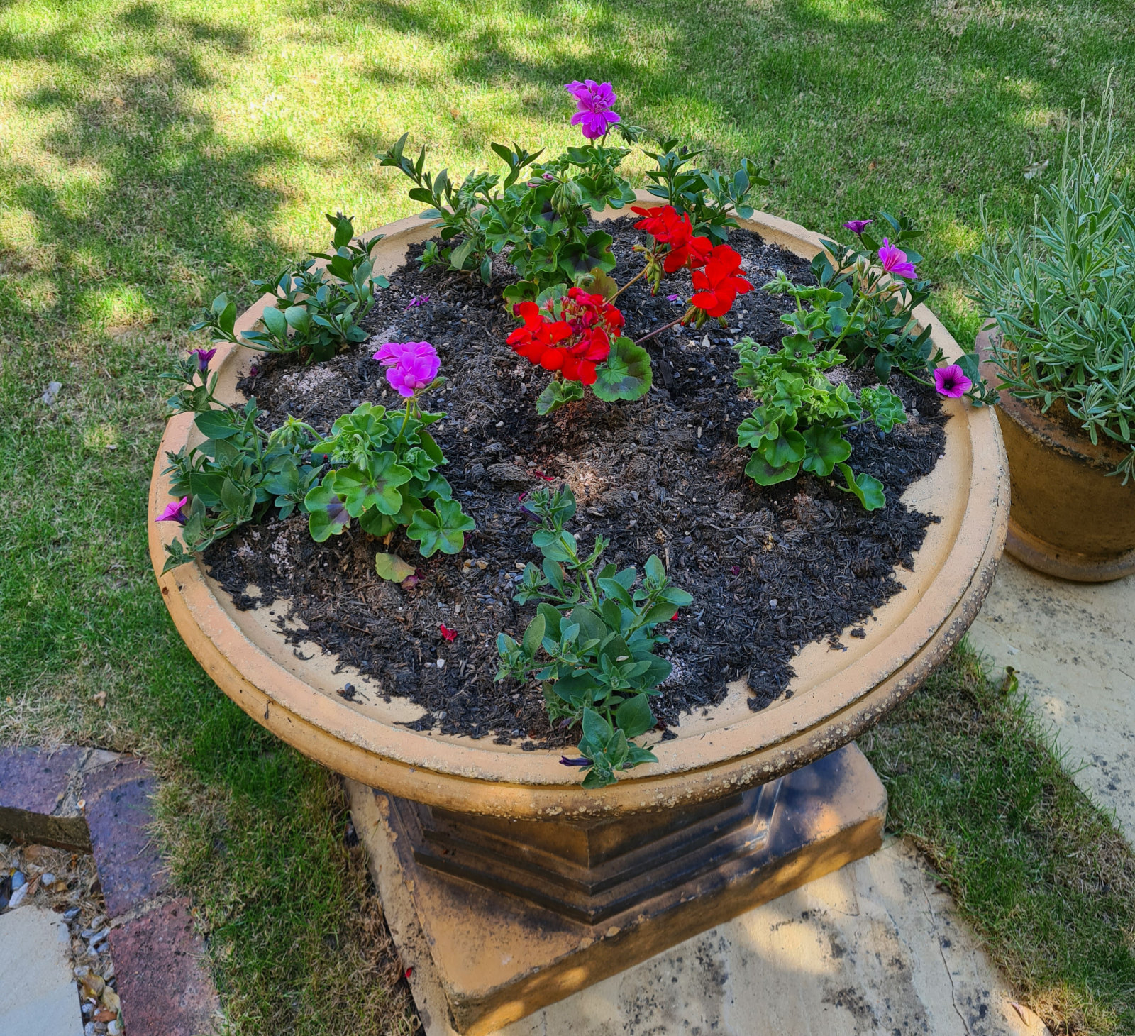 petunias in a pot, just planted
